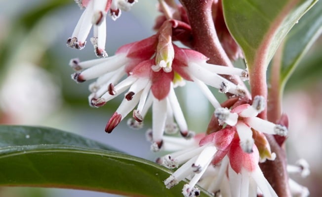 Vleesbes - Afbeelding 2