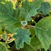 Eikenbladhortensia - Afbeelding 2