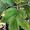 Eikenbladhortensia - Afbeelding 3