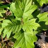Eikenbladhortensia - Afbeelding 4