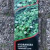Eikenbladhortensia - Afbeelding 6