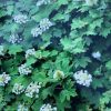 Eikenbladhortensia - Afbeelding 5