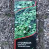 Eikenbladhortensia