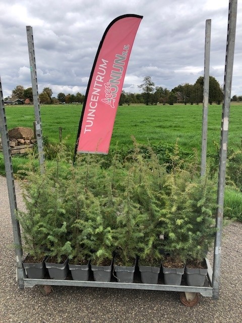 Wilde Jeneverbes (soort echt!!) - Afbeelding 11