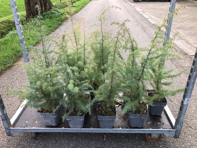 Wilde Jeneverbes (soort echt!!) - Afbeelding 8