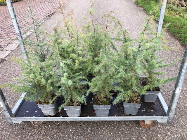 Wilde Jeneverbes (soort echt!!) - Afbeelding 7