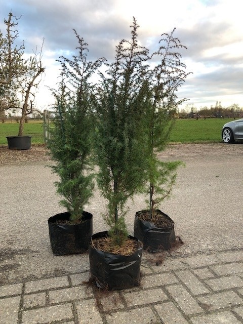 Wilde Jeneverbes (soort echt!!) - Afbeelding 10