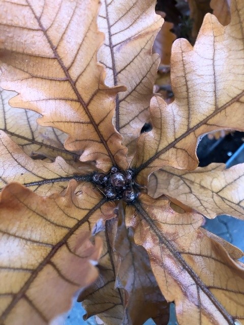 Quercus dentata 'Carl Ferris Miller - Afbeelding 2