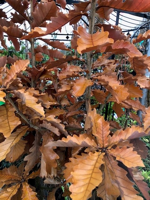 Quercus dentata 'Carl Ferris Miller