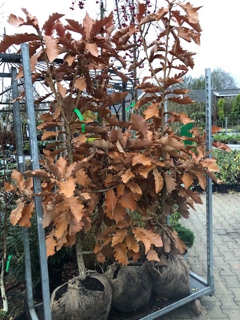 Quercus dentata 'Carl Ferris Miller' - Afbeelding 2