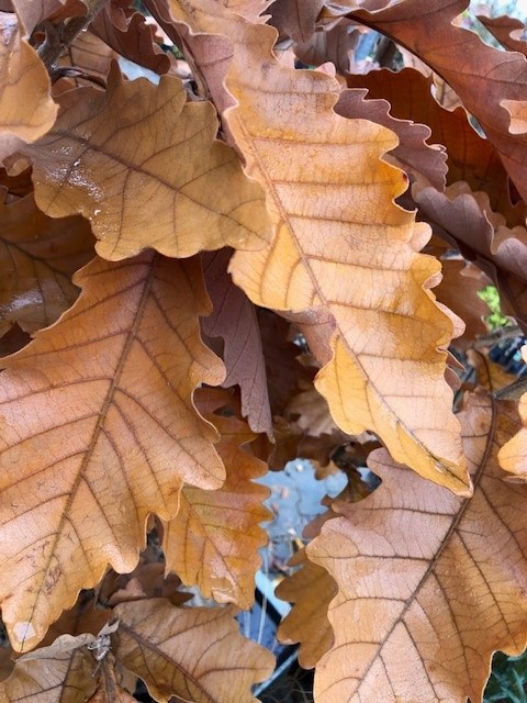 Quercus dentata 'Carl Ferris Miller - Afbeelding 3