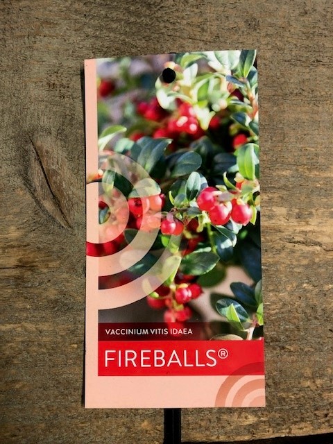 Vossenbes of rode bosbes - Afbeelding 3