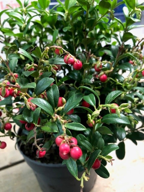 Vossenbes of rode bosbes - Afbeelding 2