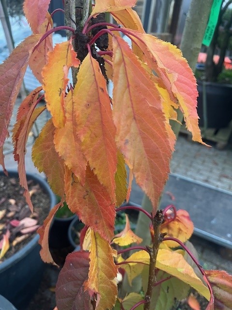 Japanse zuilsierkers - Afbeelding 4