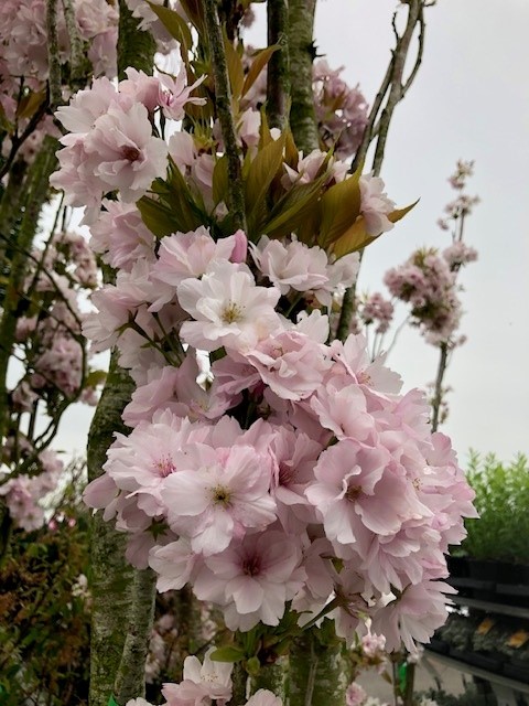 Japanse zuilsierkers - Afbeelding 2