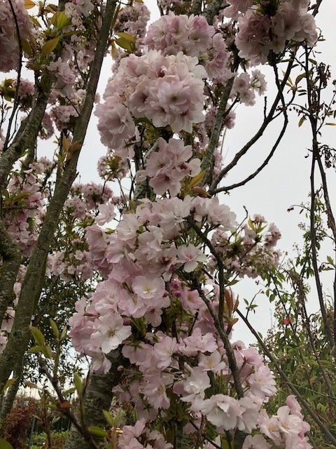 Japanse zuilsierkers - Afbeelding 3