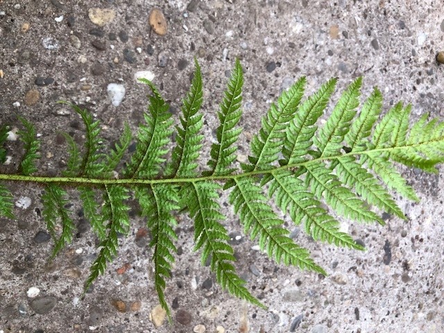 Geschubde boomvaren - Afbeelding 3